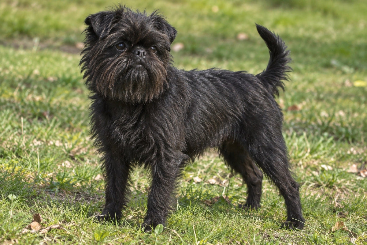 Affenpinscher, klein, kompakt und schwarz, auf einer Wiese