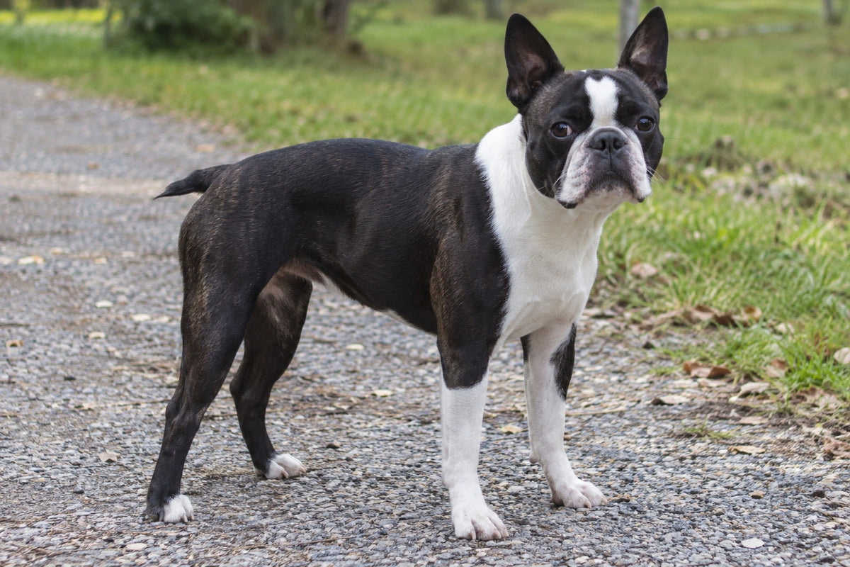 Boston Terrier, schwarz-weiß mit Blesse und weißer Brust, auf einem Parkweg