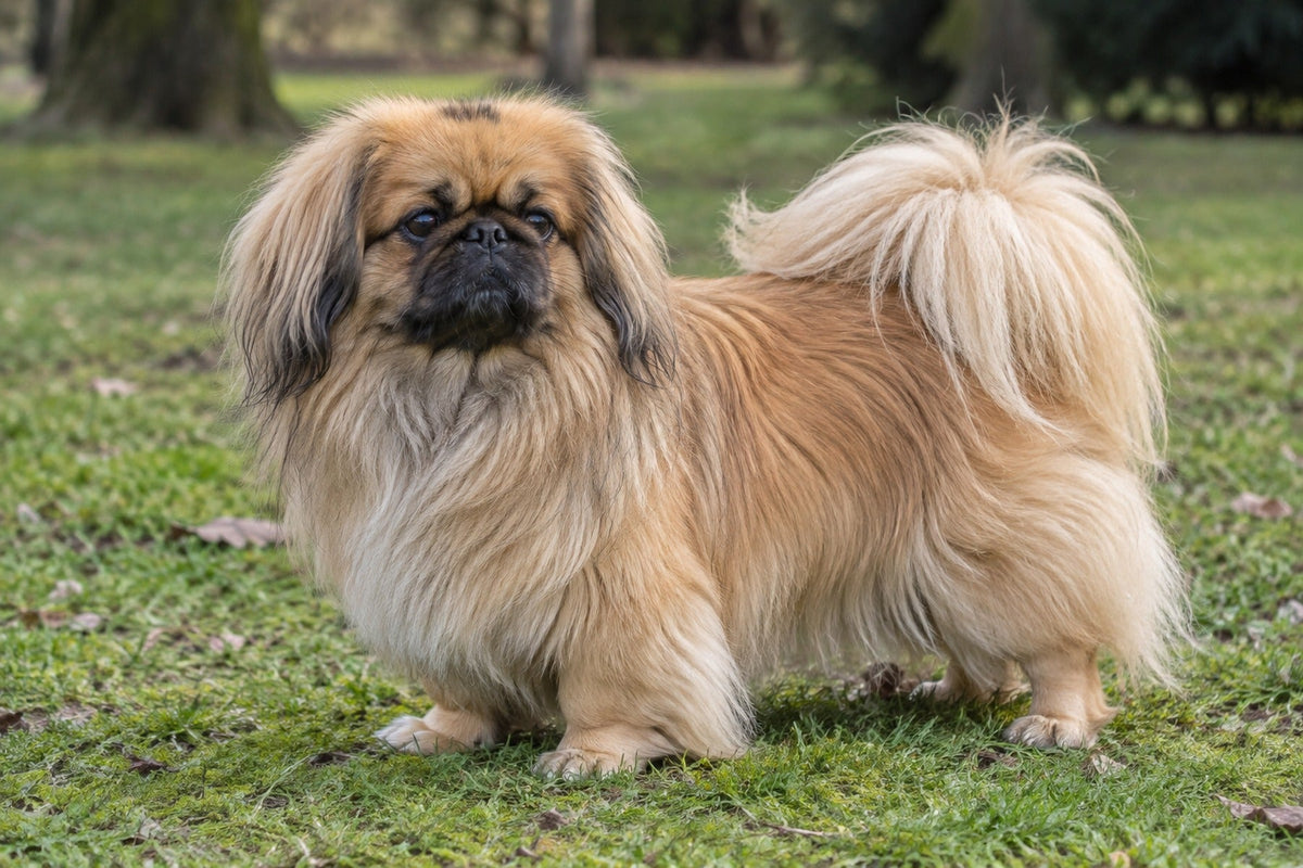 Pekingese, goldfarbenes Langhaar mit schwarzer Maske, auf einem Parkweg
