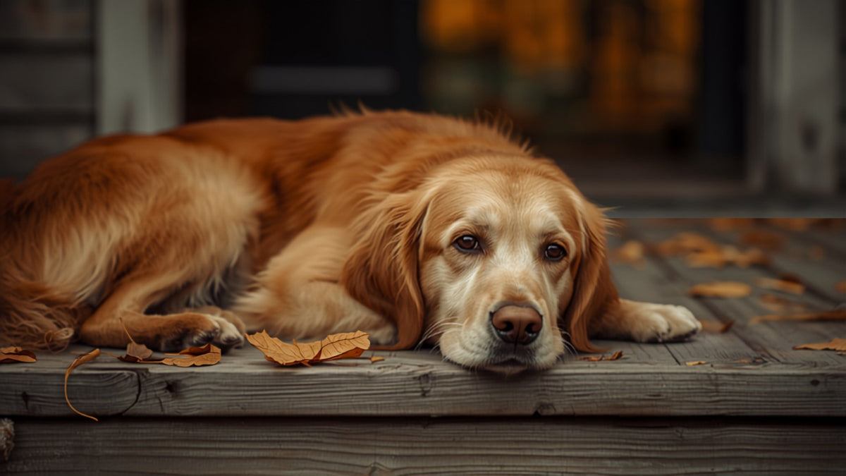 Golden Retriever portrait