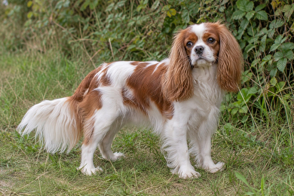 Cavalier King Charles Spaniel, Blenheim rotbraun-weiß, im Freien