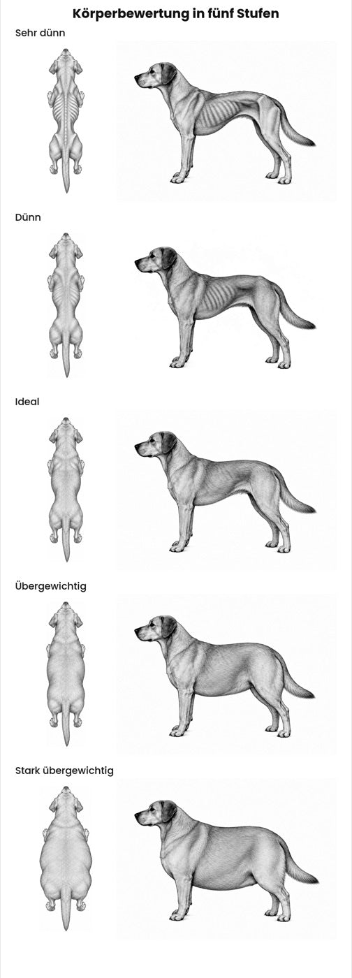 Körperbewertung beim Hund in fünf Stufen von sehr dünn bis stark übergewichtig, von oben und von der Seite