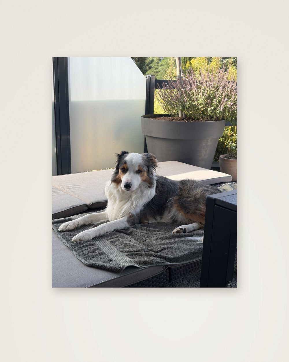 Hundeportrait als Original als Poster, Beispiel