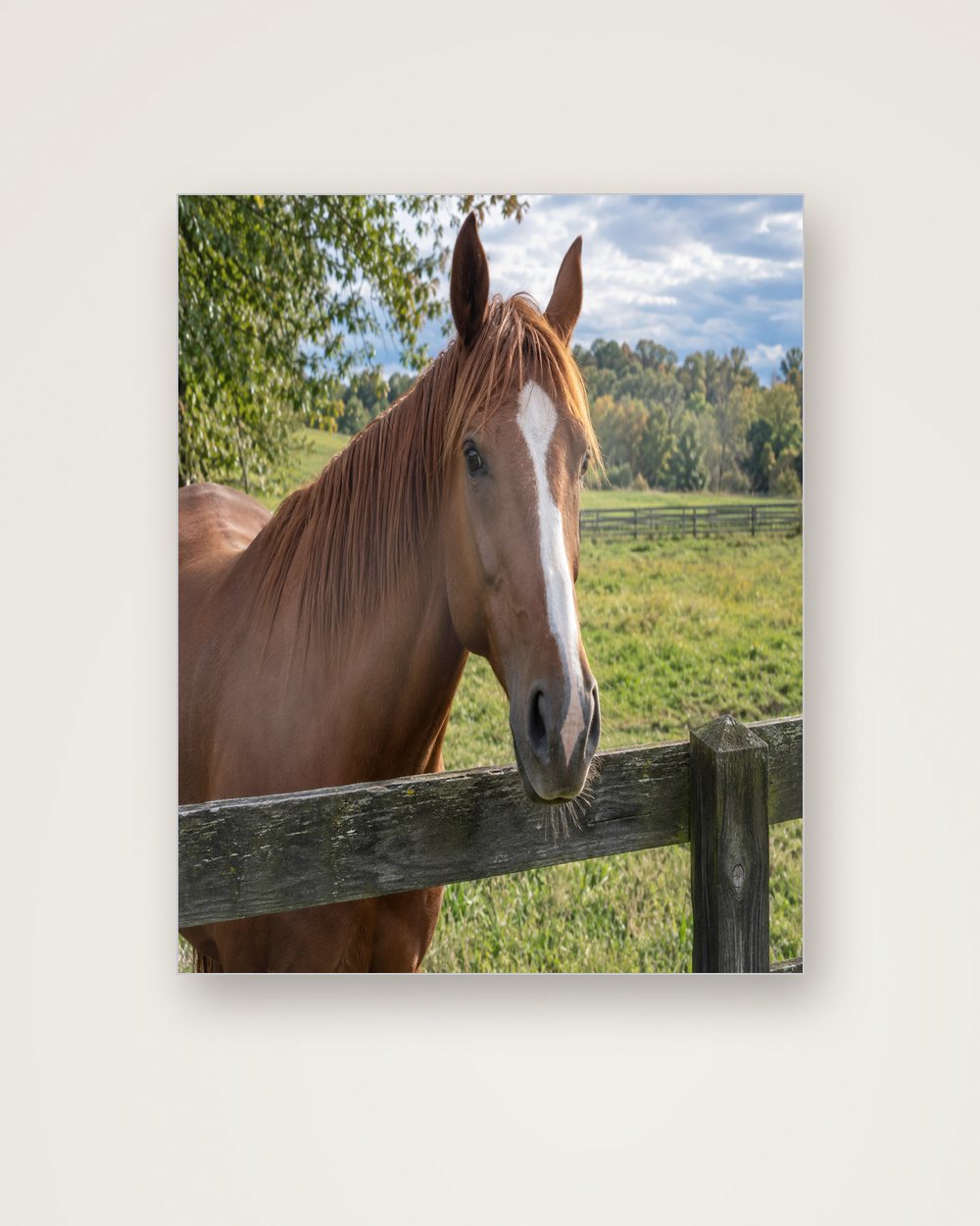 Pferdeportrait als Original auf Aluminium, Beispiel