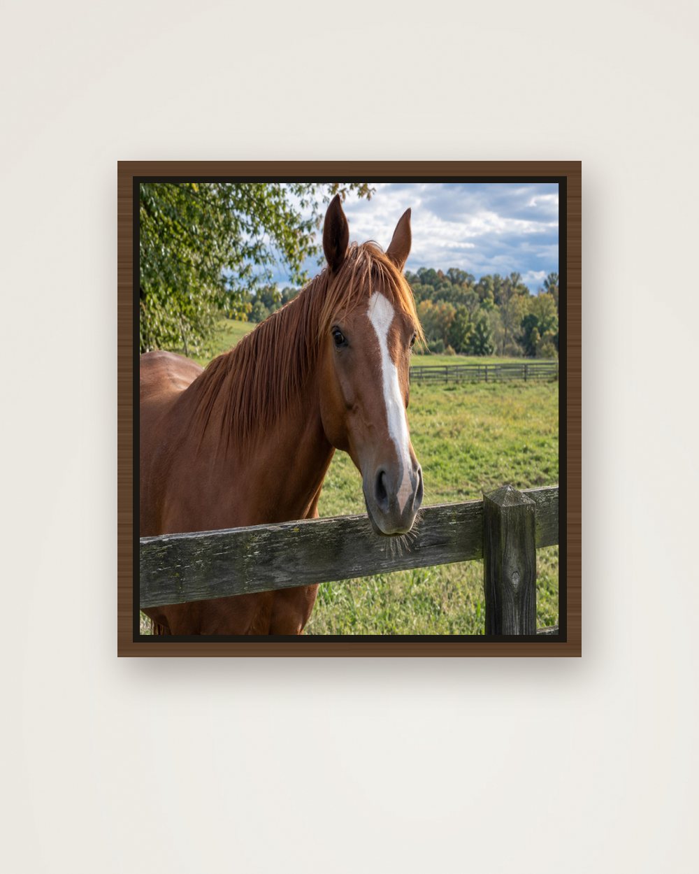 Pferdeportrait als Original auf Leinwand mit Rahmen, Beispiel